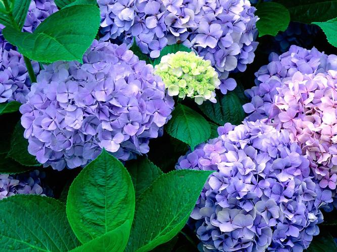 花卉摄影-绣球花桌面壁纸图片-桌面壁纸图片-23
