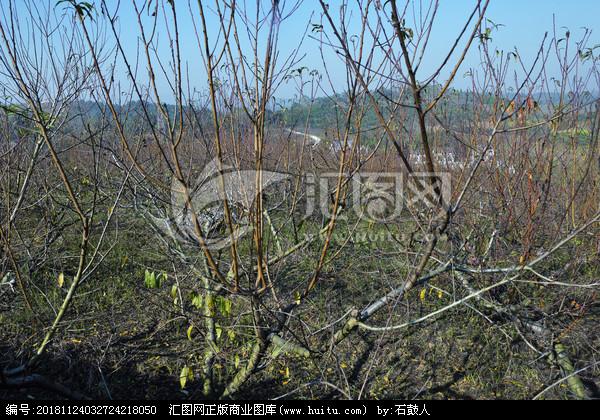 桃树枝素材