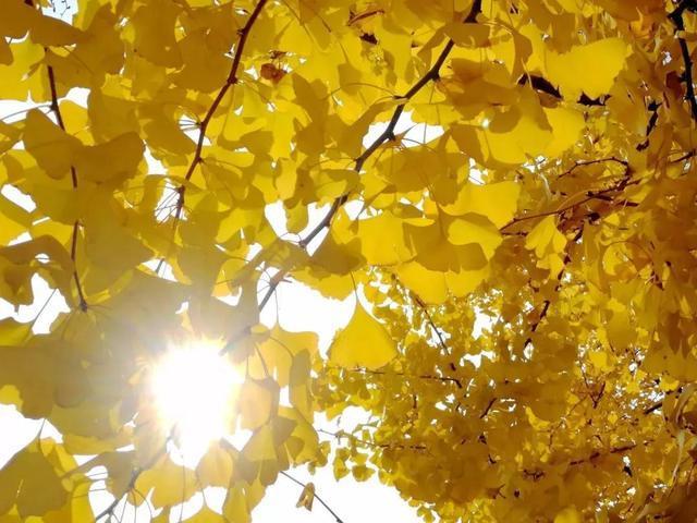 又是一个明媚的秋天清晨早安