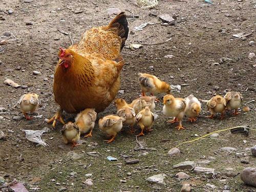 一只母鸡带着一群小鸡觅食的简笔画