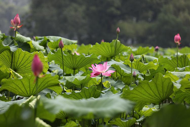 "映日荷花别样红"杭州西湖荷花进入最佳观赏期