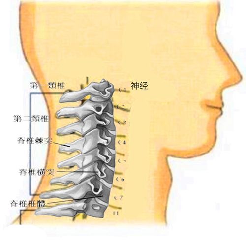 "必须顶"—自我颈椎强势复位