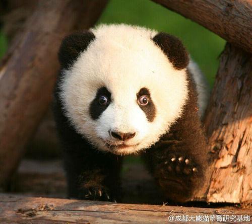 你有哪些收藏来反复看的大熊猫giantpanda的图片