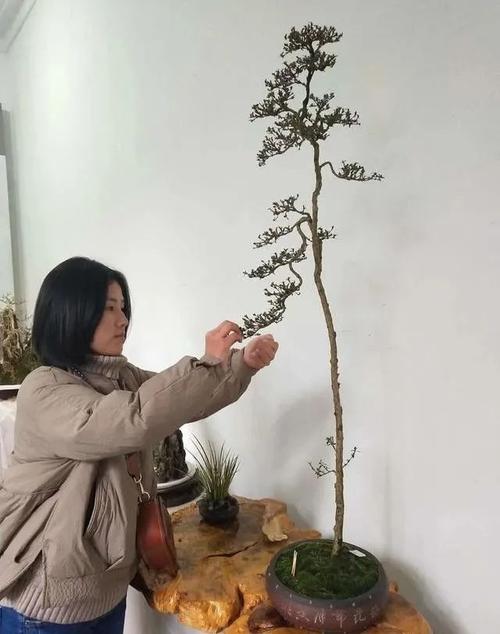 "文人树"盆景的素材寻觅,立意定型