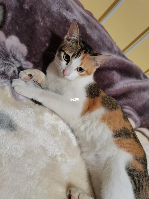 布偶和田园三花交配的串串,5只小奶猫_串串_宫缩_猫_宠物_猫_晒猫