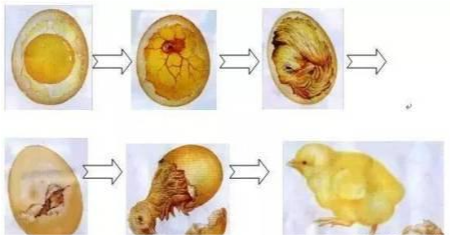 双黄蛋可以孵化出什么样的小鸡