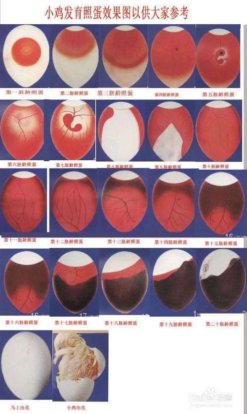 手电筒怎么照种鸡蛋?怎么知道胚胎发育正常否?