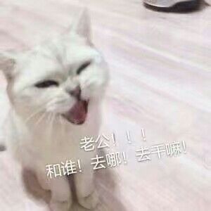 猫喊老公萌萌表情|猫喊老公表情包 高清版