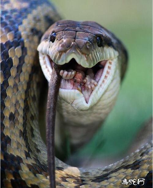 蟒蛇吃老鼠图片,饲养蟒蛇喂食老鼠图片大全!