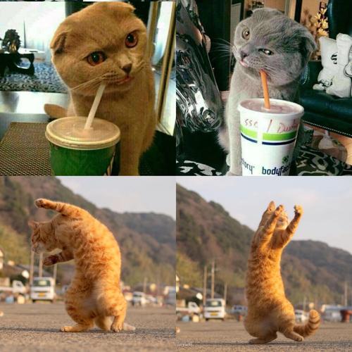 喵咪猫情侣头像超萌可爱沙雕的情侣头像