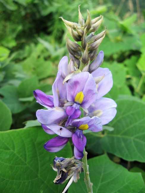 葛花功效与作用