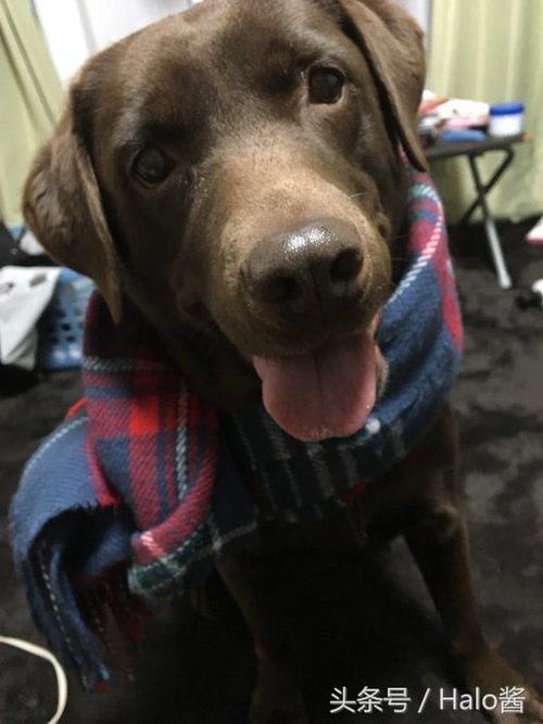二哈界裴勇俊!发现自家狗子超级适合围围巾,气质提升几个档次!