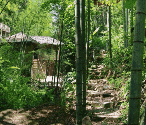 【游记】相约百里竹海,来一场康寿之旅!