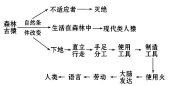 如图是人类进化过程示意图据图分析同答问题1人类进化中的一个重要