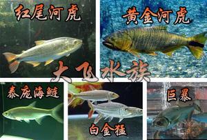 大型凶猛鱼热带鱼黄金河虎鱼泰庞海莲鱼白金猛鱼食人鱼活苗包邮