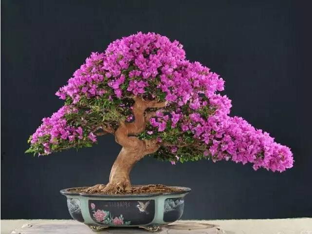 花卉盆景行业的发展趋势分析