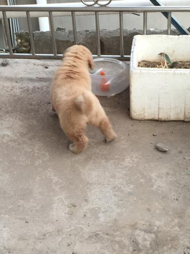 金毛幼犬现在五十五天,尾巴翘得厉害,这长大了会直吗?