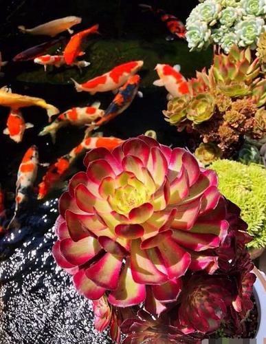 醉美居家小院,锦鲤和多肉太配了,这就是我想要的诗和远方!