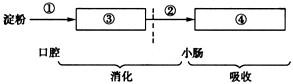 下图是淀粉在消化道内的消化和吸收过程图解,请簇答