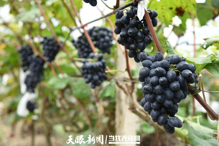 摩尔多瓦葡萄1.jpg