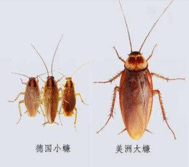 前方高能南方蟑螂为什么比北方蟑螂大【有图,慎入】
