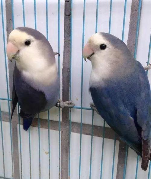 面类牡丹鹦鹉18种基础基因介绍