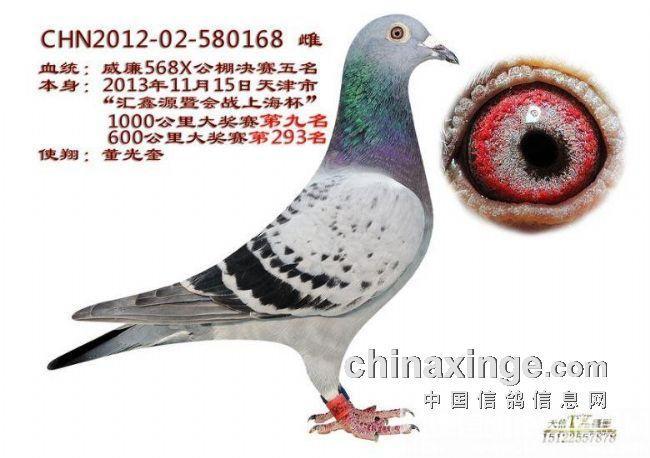 威廉鸽舍