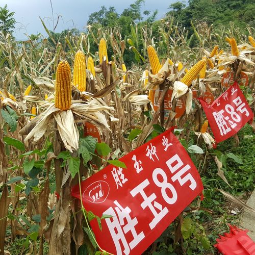 胜玉8号玉米种子 2kg