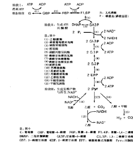 微生物资料 氧化磷酸化