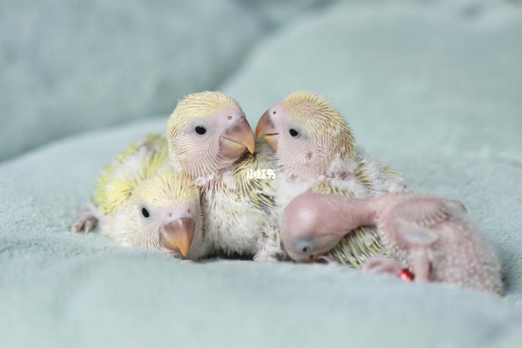 牡丹鹦鹉宝宝的成长分享_鹦鹉_牡丹_摄影_牡丹鹦鹉_宠物_宠物其他