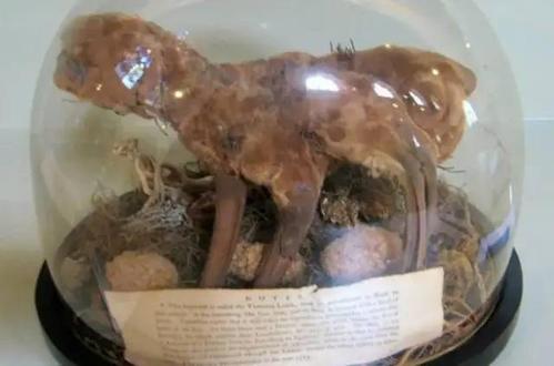 爱兰青蛙人,据说出没在俄亥俄州拉夫兰的一种人形怪物,其头部跟青蛙