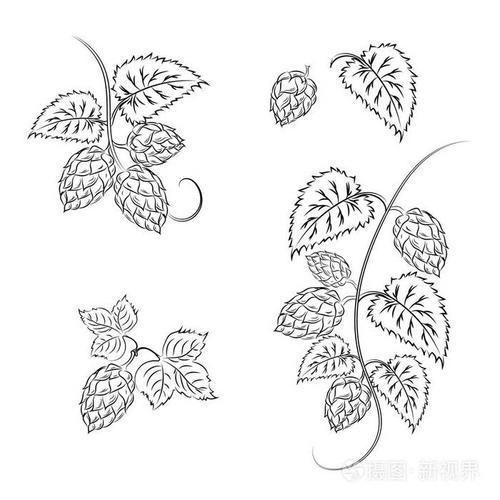 啤酒花与锥体,背景为白色,为一个孤立的分支插画-正版商用图片01egne