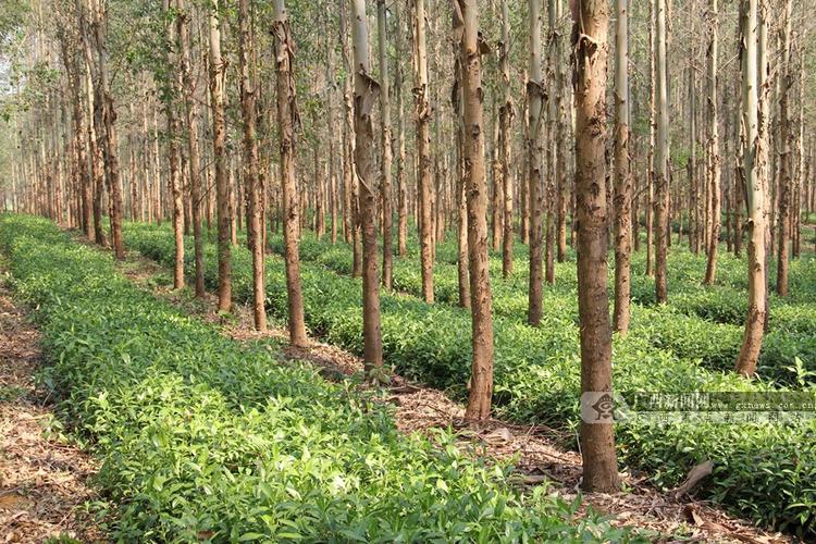 桉树林下种着一片片绿油油的草珊瑚,长势喜人.