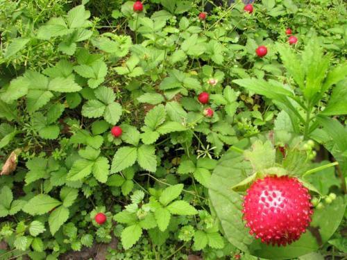 蛇在路途中经过的时候在果子上吐了口水——蛇莓,在农村随处可见