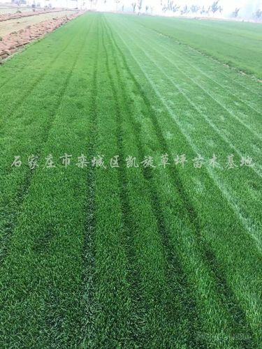 供应早熟禾草坪,高羊茅草坪