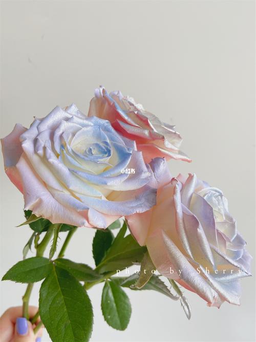 自制喷色玫瑰|欧若拉_鲜花_手套_鲜花分享_兴趣爱好