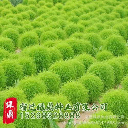 绿地肤1