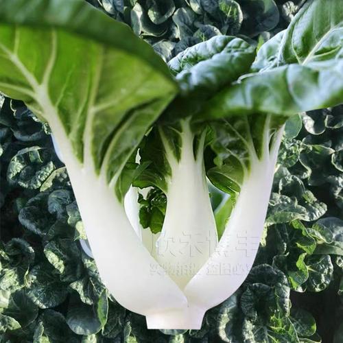 矮脚奶白菜种子孑秋冬季春季耐寒黑叶小白菜种籽青菜四季阳台盆栽