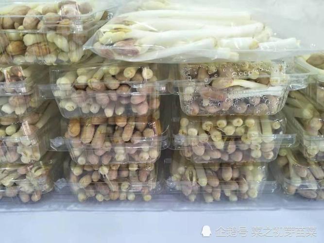 花生芽的种植重点有哪些?