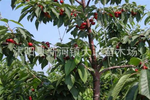 直销黑兰特樱桃苗 大樱桃树苗 优质美国樱桃树苗 多分支车厘子
