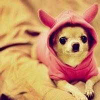 可爱萌宠头像,萌萌的样子,憨憨的样子