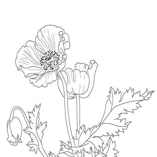 罂粟花白描画法