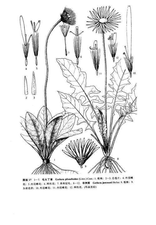 中国植物志的介绍