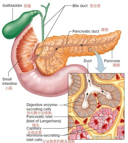 干货:急性胰腺炎相关知识
