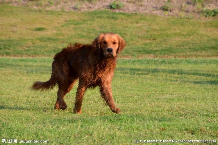 爱尔兰雪达犬图片