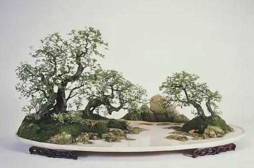 世界上最贵的盆栽,一盆就是一座房子!|紫藤|杜鹃|盆景