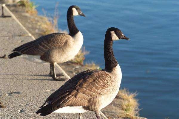 农户3只母鹅招来1只雄雁,下的蛋都变色了