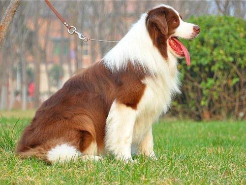 咖啡色双血统种公借配