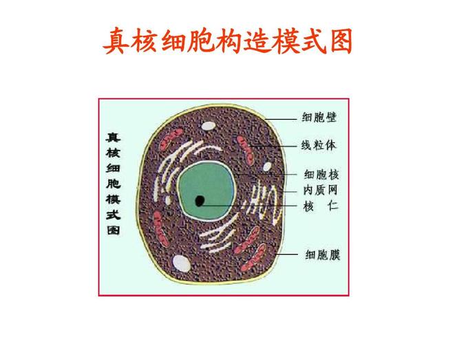 真核细胞构造模式图
