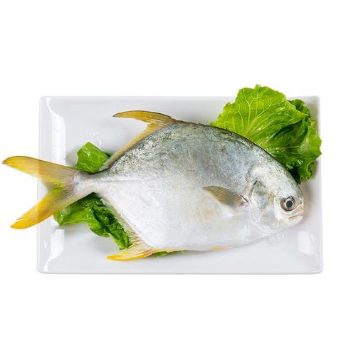 洲渚家乡味潮汕金鲳鱼海鲜鲜活大鲳鱼野生镜鱼鳊鱼新鲜500g/1条-tmall